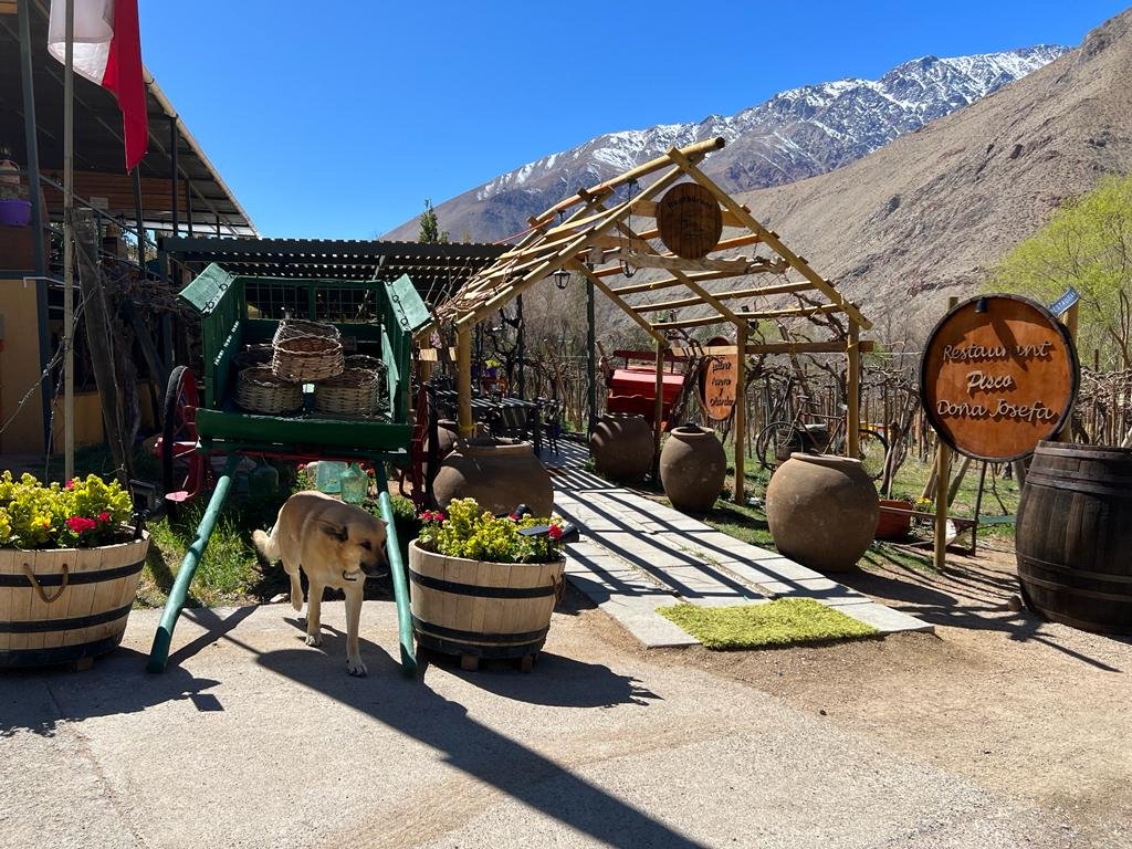 Entrada a la pisquera 'Doña Josefa' en el Valle del Elqui, decorada con barriles de madera, grandes tinajas de barro y flores coloridas. En el centro, un carrito verde tradicional con canastos evoca el pasado pisquero de la región. Al fondo, un arco rústico conduce a los viñedos, con las montañas nevadas enmarcando el paisaje bajo un cielo despejado. Un perro agrega un toque de vida al lugar.
